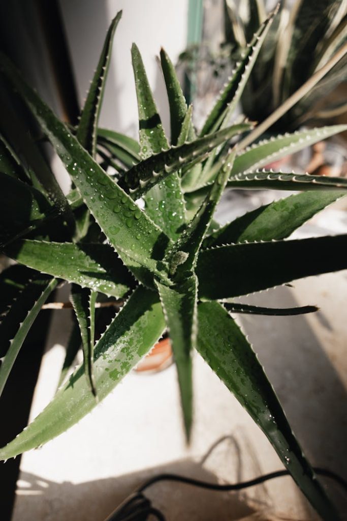 close-up-of-aloe-vera-plant-with-water-droplets-31199029