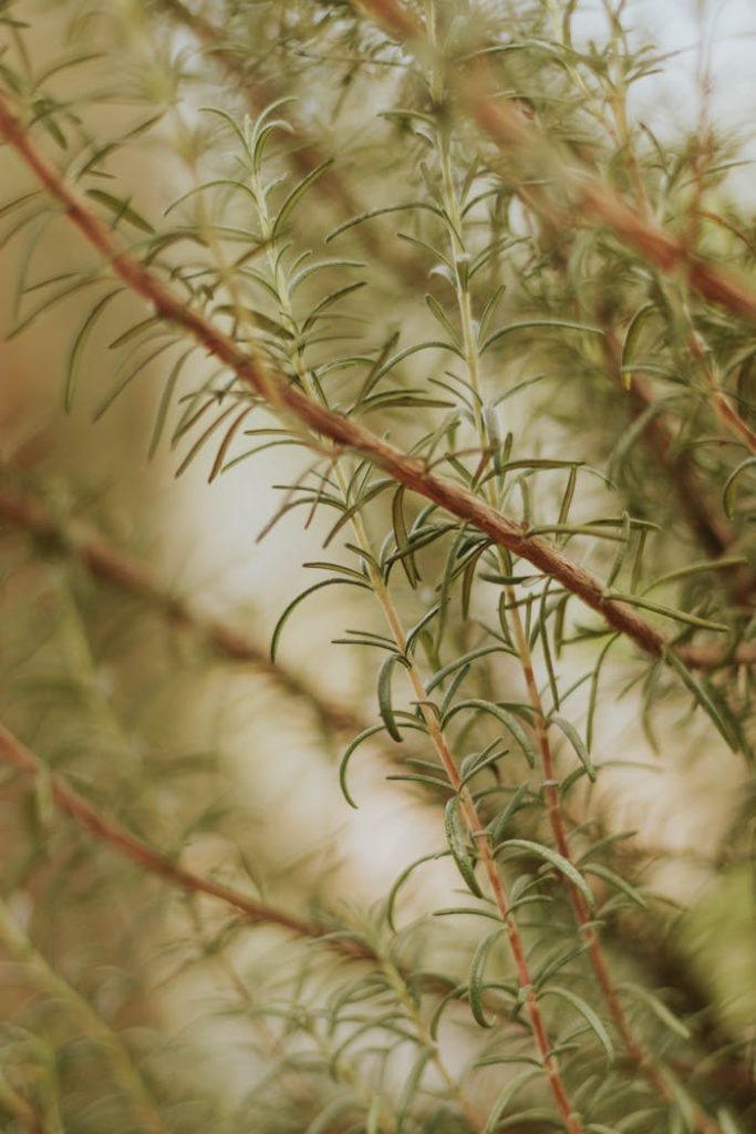 Detailed view of fresh rosemary plant with green leaves in natural light, ideal for culinary and herbal themes.